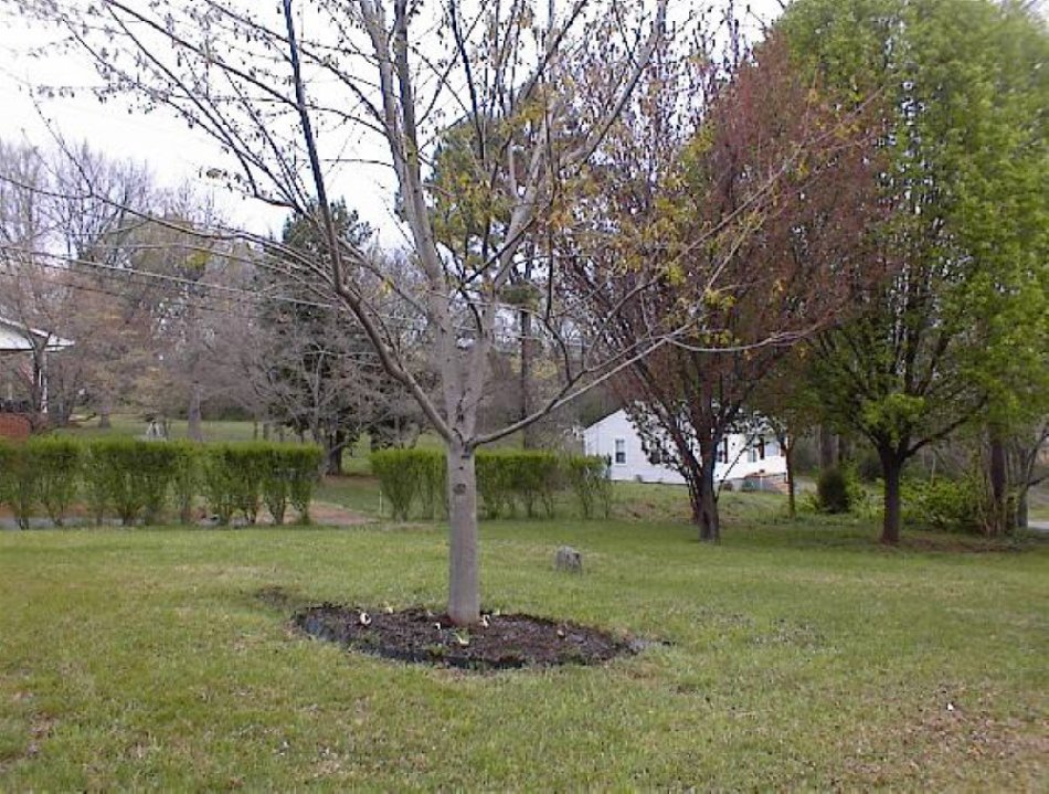 Michael Holt Cemetery