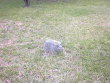 Michael Holt Cemetery