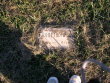 John Thompson  (Original Stone)
