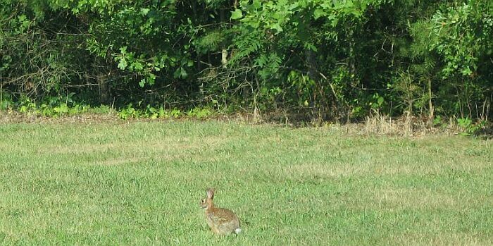 Bunny Rabbit - Friendship