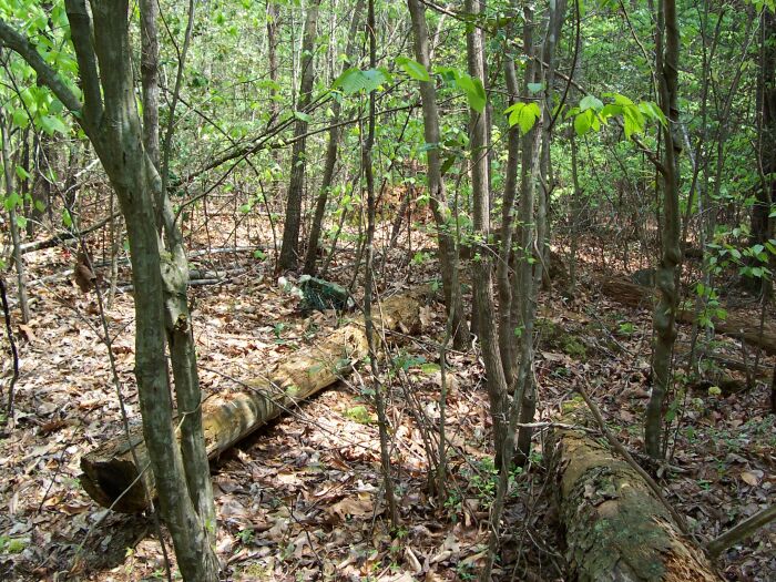 Catawba Indian Cemetery